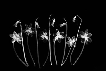 Przebiśniegi i przylaszczki w efekcie rentgena – czarno-biała grafika botaniczna © Elżbieta Kaps