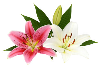 Fototapeta premium Two beautiful lily flowers one pink and one white isolated on transparent background