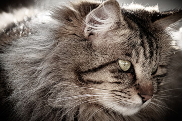 Portrait of a cat © Amelia Agnusdei