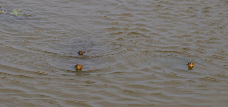 Gez&auml;hnte Scharnierschildkr&ouml;te - Serrated hinged terrapin im Kr&uuml;ger National Park S&uuml;dafrika