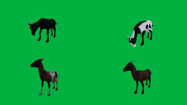 A group of goats on green screen and herd black white horses four are standing together animated chromakey background depth scene emotion movement backgrounds creative illustration