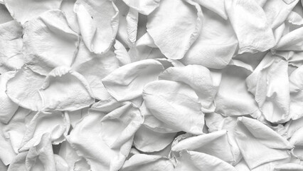 Fototapeta premium white rose petals overlap in textured macro monochrome closeup evoking serene delicate organic minimalist elegance