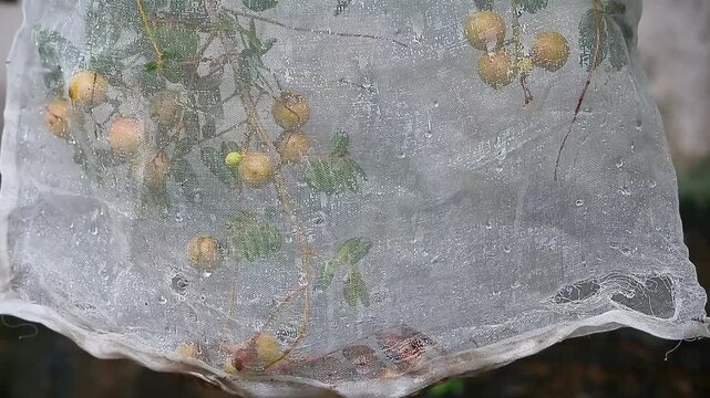 Longan fruit tree