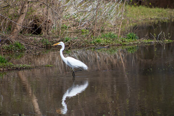 Heron wading in water in park
