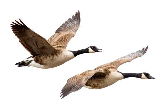 PNG Graceful geese in flight motion