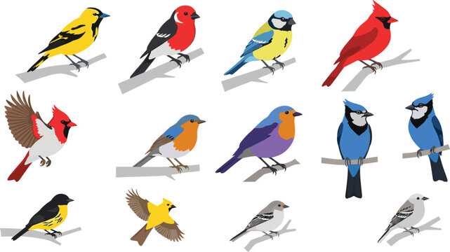 Colorful Songbird Collection Vector Set with Perched Wild Birds, Cardinal, Blue Jay, Robin and Finch Species in Clean Flat Nature Illustration Style