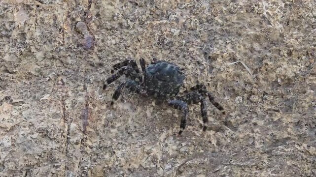 Small crab walking sideways on a rock