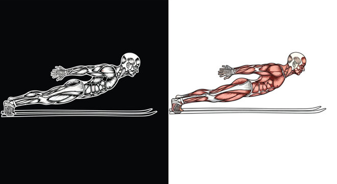 Anatomical illustration of a human figure performing a superman exercise, showing muscle structure in both grayscale and color.