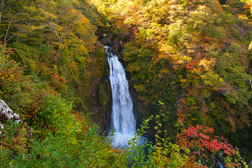 宮城県仙台市 色づき始めた紅葉の山々とダイナミックに流れ落ちる「秋保大滝」の絶景