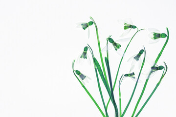 Przebiśniegi w efekcie rentgena na jasnym tle z miejscem na tekst – botaniczna struktura kwiatów © Elżbieta Kaps