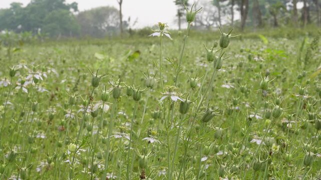 Black seed plants (Nigella sativa) known as Kalonji in India