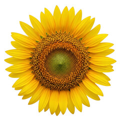 Naklejka premium A large yellow sunflower on transparent background