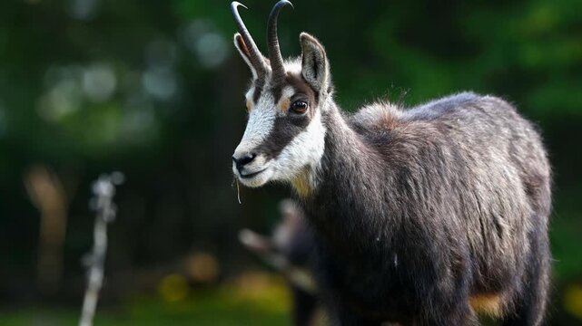 Real Time Portrait of chamois in spring. One rupicapra rupicapra in Switzerland. 	