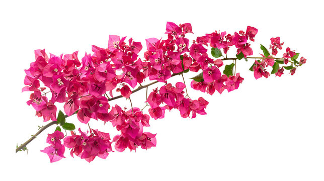 Pink bougainvillea (Bougainvillea glabra) flowers on natural thorny branch isolated on transparent background with clipping path.