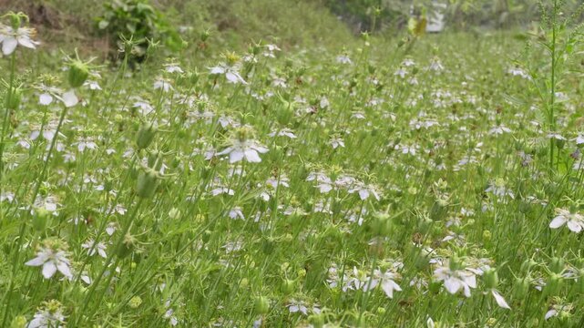 Fields of blooming Black Cumin also called Fennel flower or Kalonji