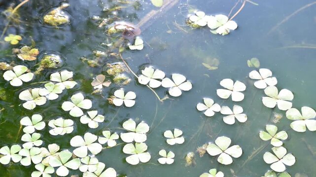 Marsilea mutica in water surface. It is known as the&nbsp;large-leaved nardoo, is a species of aquatic&nbsp;fern&nbsp;in the family&nbsp;Marsileaceae. A widespread species with wide&nbsp;clover&nbsp;like frond, found in freshwates