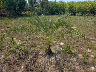 Date palms in the plot.