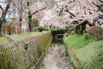 Cherry blossom canal stone wall green grass spring reflection tree flower nature park pathway water outdoor landscape garden bloom pink tranquil scenic peaceful river shrub urban walkway season