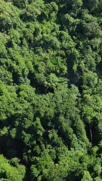 Aerial view of lush green jungle surrounding the entrance to Kong Lor Cave in Laos. Thick tropical foliage covers the rugged landscape.