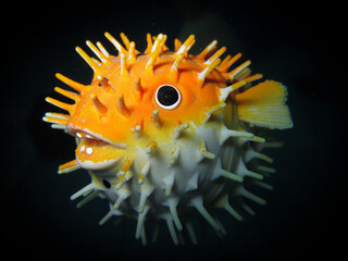 Pez globo de juguete abajo del agua  © Sergio