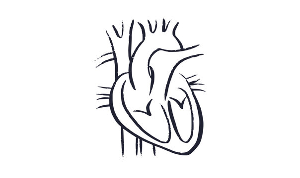 Human heart icon