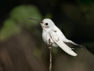 Picaflor bronceado con leucismo, gen recesivo que hace plumaje o pelaje blanco © Sergio
