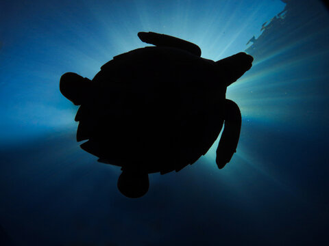 tortuga acu&aacute;tica en el agua a contraluz