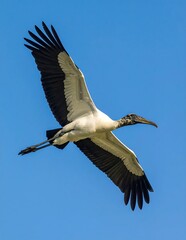 Obraz premium Wood Stork in Flight - A Majestic Bird Against a Clear Blue Sky.