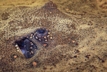 ojo de pez raya de agua dulce © Sergio