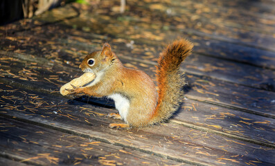 American red squirrel holding peanut on wooden deck © Claudia