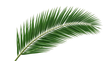 Fresh green palm leaf branch for Palm Sunday religious decorations, Christian holy week liturgy symbols, and tropical church worship graphics on a clean and transparent background. © Budi