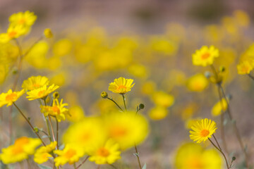 Fototapeta premium Wildflowers