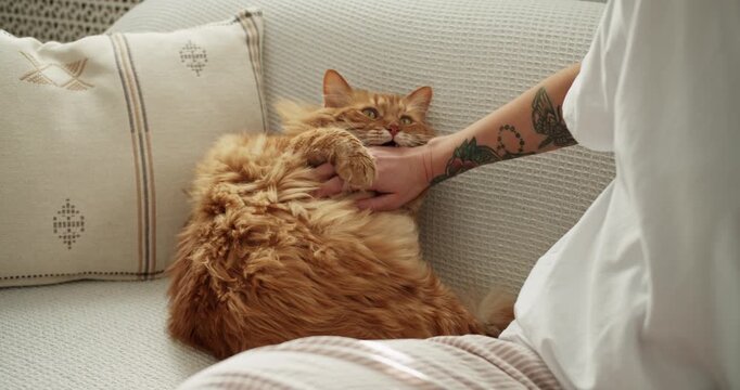 Playful fluffy ginger cat biting and kicking a tattooed woman's hand on a couch
