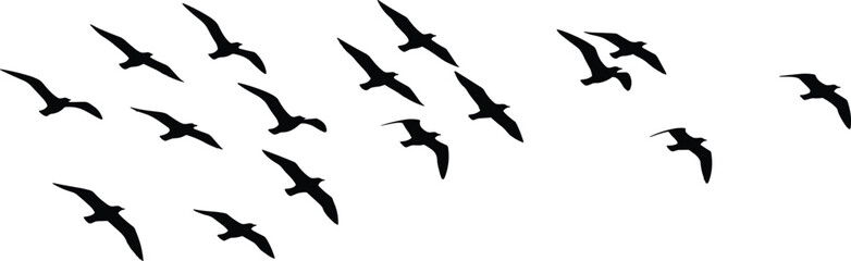 Fototapeta premium Flying seagull birds silhouette flock in sky, coastal wildlife and ocean nature illustration isolated on white background