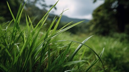 Close up view of fresh green grass blades swaying gently in a natural outdoor setting