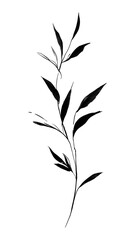 Fototapeta premium PNG Minimalist botanical ink art