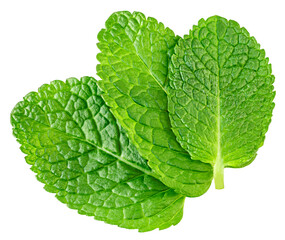 Flying Mint leaves isolated. Fresh Mentha, melisa leaves on white background. PepeprMint  leaves levitation.  Top view. Flat lay © nataliazakharova