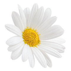 Flying Chamomile flower isolated on white. Levitating Medicinal plant Matricaria or daisy...
