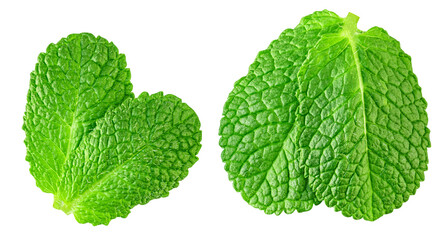 Flying Mint leaves isolated. Fresh Mentha, melisa leaves on white background. PepeprMint  leaves levitation.  Top view. Flat lay © nataliazakharova