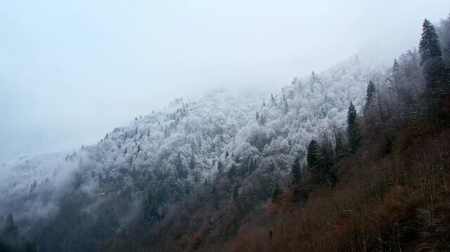 Snow covered mountain forest surrounded by mist and fog during winter. Scenic nature landscape captured in Rize, Turkey, in the lush Black Sea region with evergreen trees and tranquil wilderness.