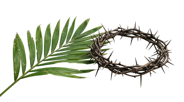 Crown of thorns paired with a green palm frond isolated on transparent background. Symbolic religious graphic for Palm Sunday, holy week suffering, and Jesus Christ resurrection holiday art.