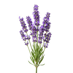 A sprig of lavender flowers on transparent background