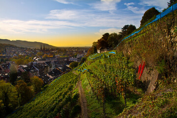 Obraz premium Weinberge Freiburg