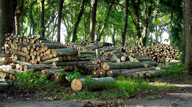 Massive stacks of harvested timber logs resting in a green forest in Indonesia, Southeast Asia during daylight static shot
