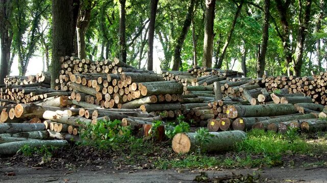 Massive stacks of harvested timber logs resting in a lush green forest in Indonesia, Southeast Asia during daylight panning shot