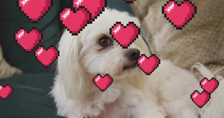 Resting white long-haired dog looking right on green couch, pink pixel hearts and beige pillow