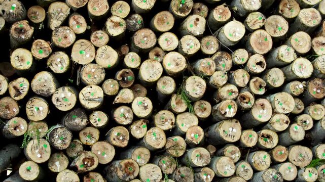 Close up shot of stacked small timber logs showing wood grain texture and circular cross sections in a tropical forest plantation, Southeast Asia.