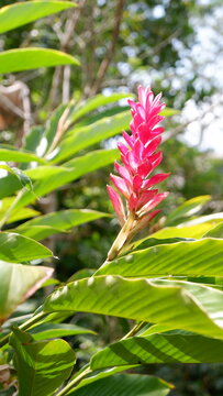 A beautiful close-up shot of a vibrant pink Ginger Torch flower (Etlingera elatior), also known as Bunga Kantan, in a lush tropical garden.