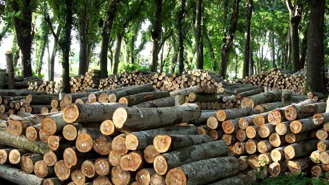 Massive piles of stacked timber logs stored in a tropical forest logging yard in Indonesia, Southeast Asia during daylight.