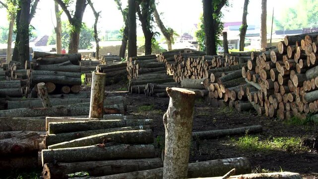 Stacks of harvested timber logs organized in a forestry logging yard within a tropical Indonesian forest during the daytime.